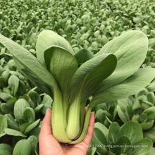 Heat rain tolerant Chinese Chard Asian vegetable green cabbage seeds